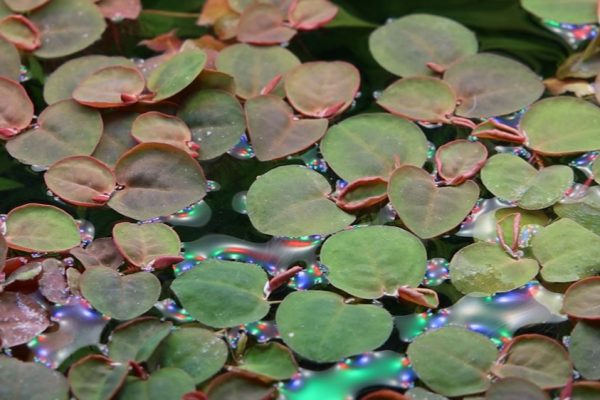 Phyllanthus fluitans 1-2-Grow (Red Root Floater) - Image 3