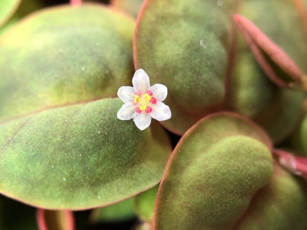 Phyllanthus fluitans 1-2-Grow (Red Root Floater) - Image 4