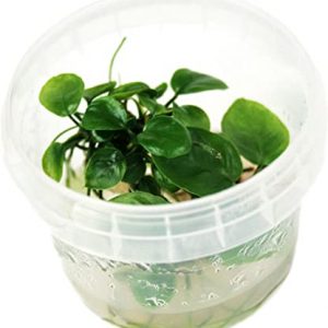 Anubias Nangi Invitro