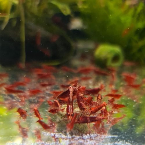 Neocaridina Shrimp GBee Shrimp UK