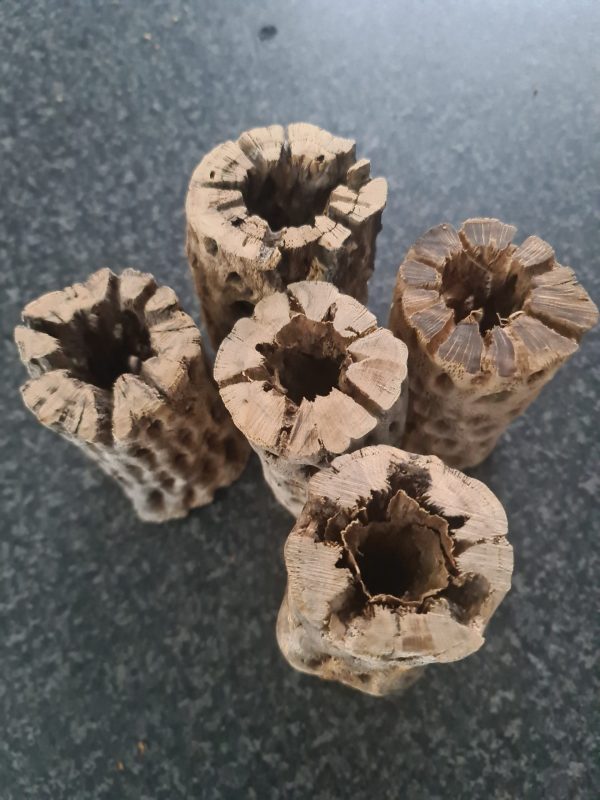 Chunky Cholla Wood (Teddy Bear) 4-5 Inch 1 Piece - Image 3