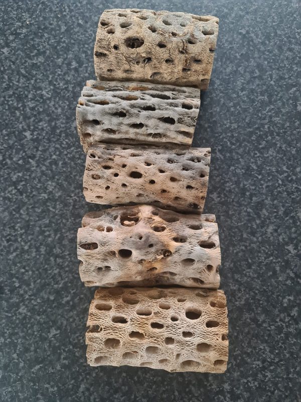 Chunky Cholla Wood (Teddy Bear) 4-5 Inch 1 Piece - Image 4
