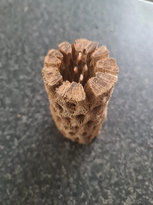 Chunky Cholla Wood (Teddy Bear) 4-5 Inch 1 Piece - Image 2