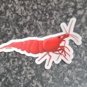 Cherry Shrimp Sticker