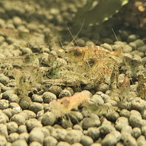Mixed Tiger Shrimp