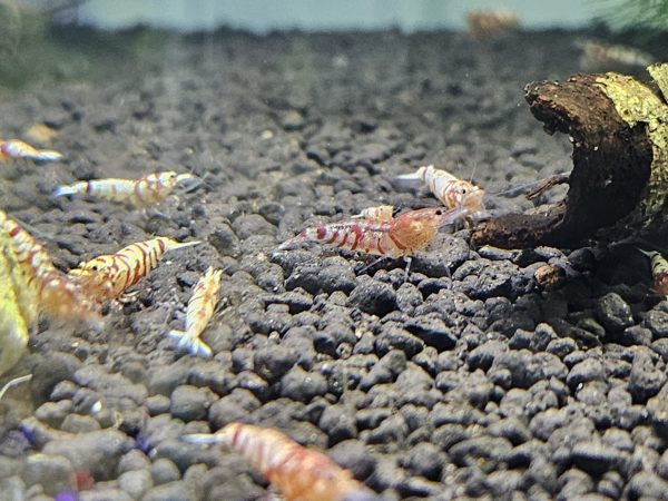 Fancy Tiger (Caridina) Low/Med - Image 2