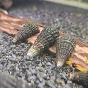 Yellow Rabbit Snail (Large)
