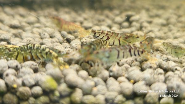Mixed Tiger Shrimp - Image 2