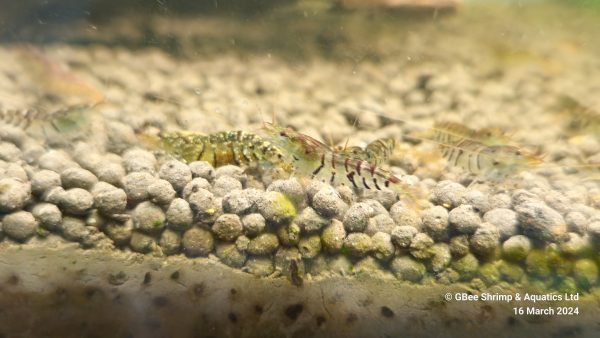Mixed Tiger Shrimp - Image 4