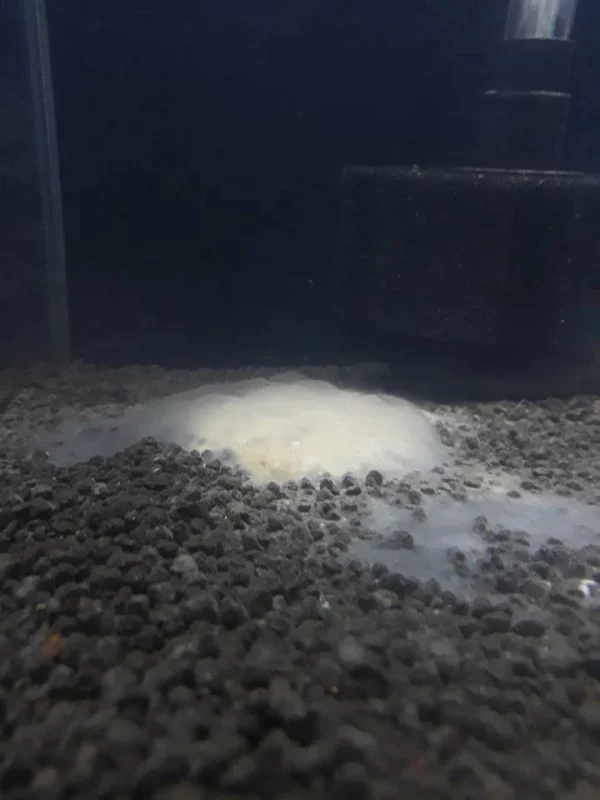 Shrimps Affair Setup Powder - Image 2