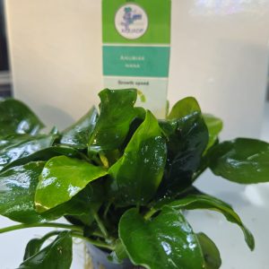 Anubias Nana 5cm pot