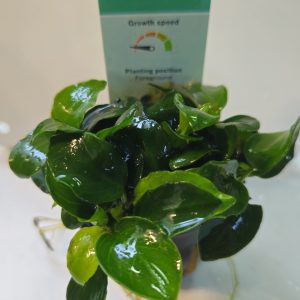 Anubias Bonzai 5cm pot