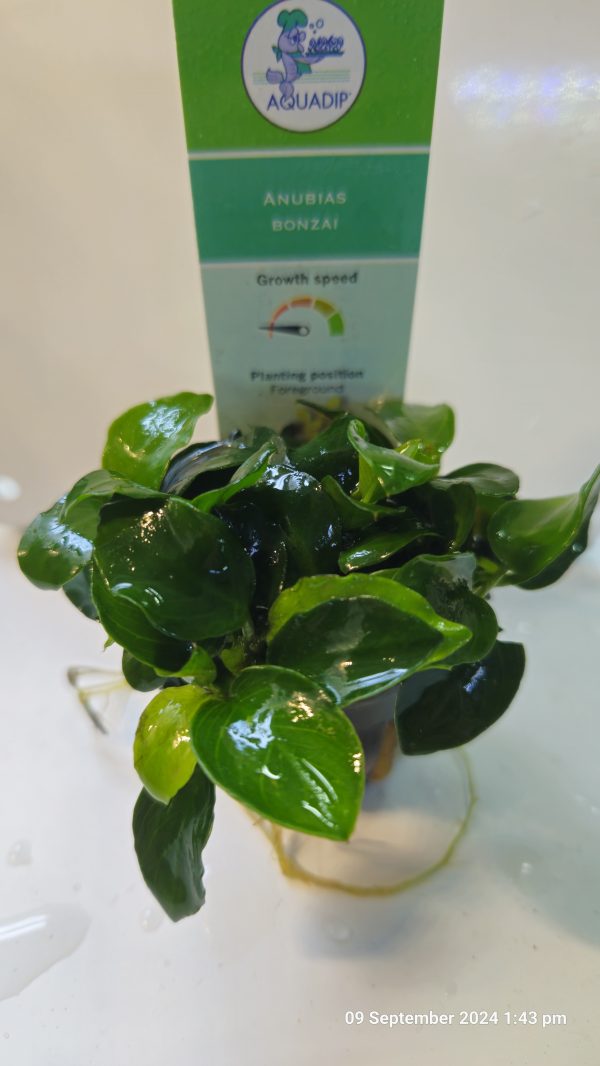 Anubias Bonzai 5cm pot