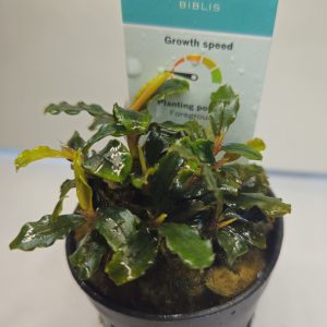 Bucephalandra Biblis 5cm pot