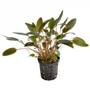 Cryptocoryne wendtii – Brown