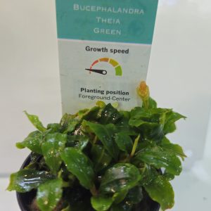 Bucephalandra Theia Green 5cm pot