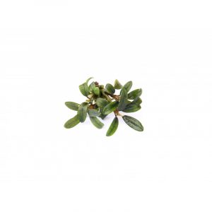 Bucephalandra Caterina 5cm pot