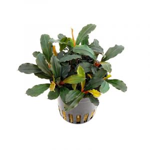 Bucephalandra Lamandau 5cm Pot