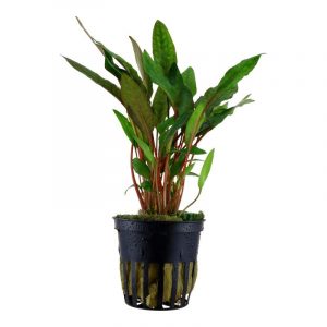 Cryptocoryne petchii