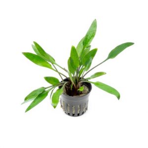 Cryptocoryne Lutea 5cm Pot