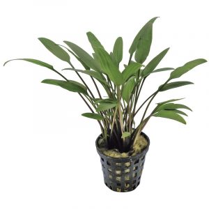 Cryptocoryne nevellii