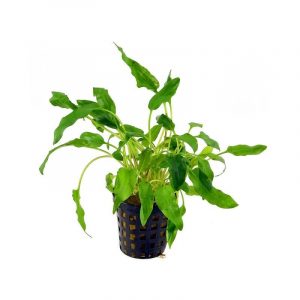 Cryptocoryne walkerii 5cm Pot