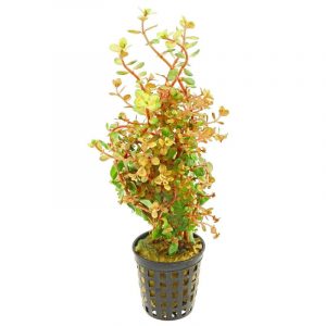 Rotala sp. "Orange juice" 5cm Pot