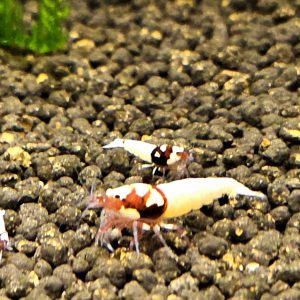 German Spotted Pinto (Red) Med/High Grade