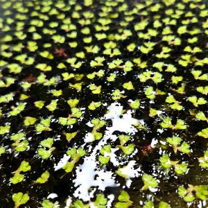 Purple Fringed Riccia - Floating Plant x 25 pieces